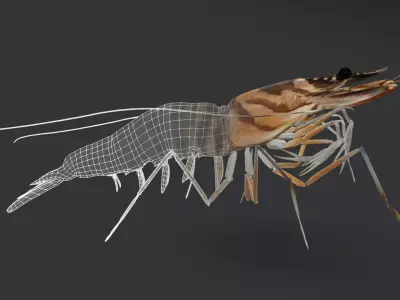 Realistic Shrimps - Tiger Prawn Animated 3D model