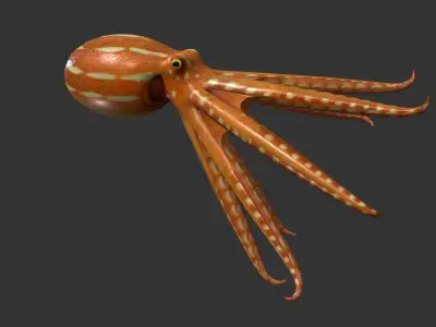 Octopus Low-poly 3D model get