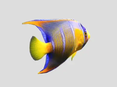 Queen Angelfish Realistic Animated Low-poly 3D model