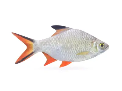 Tinfoil Barb Fish 3D model purchase