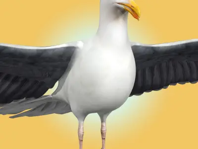 Seagull 3D model get