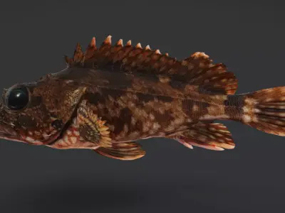 False Kelpfish - Red Rockfish Animated 3D model