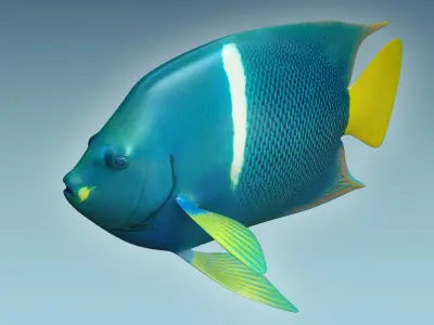 Anglefish 5 angelfish 3D model