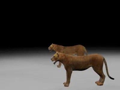 Lioness two lions Low-poly 3D model