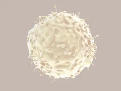 Lymphocytes T-Cells 3D model