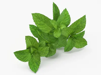 Prop 13 Mint Sprigs Type 01 3D model