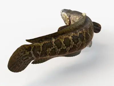 Snakehead fish Animated 3D model purchase