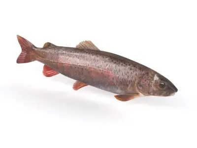 Fish model trout 3D model