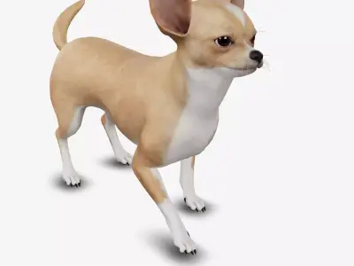 dog chihuahua Low-poly 3D model