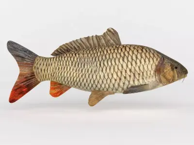 Carp Fish 3D model shop