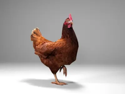 Chicken Low-poly 3D model order