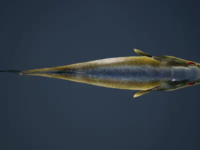 Large Mouth Bass Fish with Swimming Animation Low-poly 3D model
