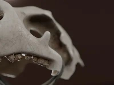 Prehistoric brass knuckles skull Low-poly 3D model