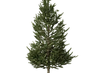  Medium Fraser Fir Tree Model 