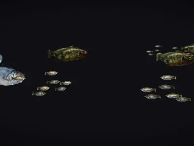 Fish Flock Fresh Water Fishes Animated Floating River Trout Low-poly 3D model