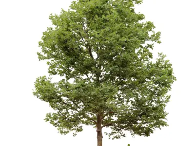 Plane-tree Sycamore Platanus V13 3D model