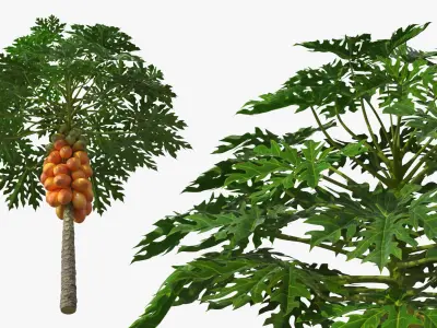 Exotic Papaya Tree with Ripe Fruit Bunch Orange Green 3D model