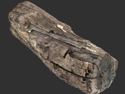 3d scan of Tree trunk 3D model