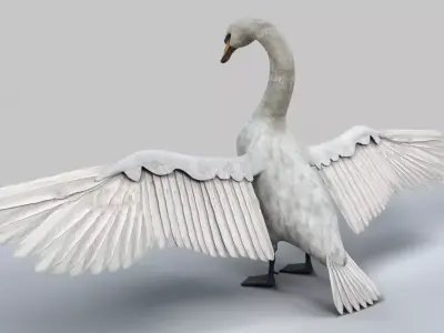 White Swan 3D model buy