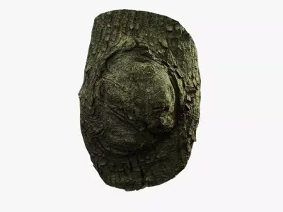 Anydrafts Koelreuteria paniculata Burl 23 Low-poly 3D model