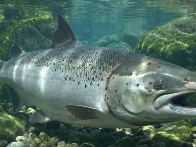  Atlantic Salmon For Blender 