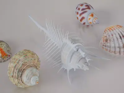 5 3D Scanned Seashells Part 5 3D Model Pack