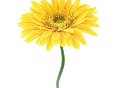  Gerbera 1 
