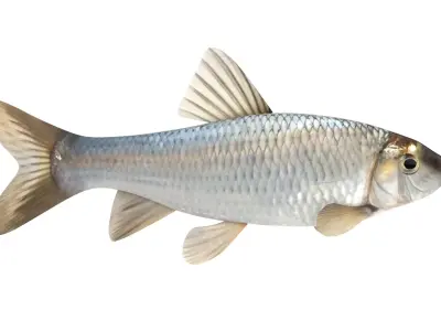 Fish Chub 3D model purchase