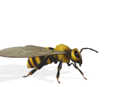 Animated Detailed 3D Honey Bee Animated Insect Model  3D model