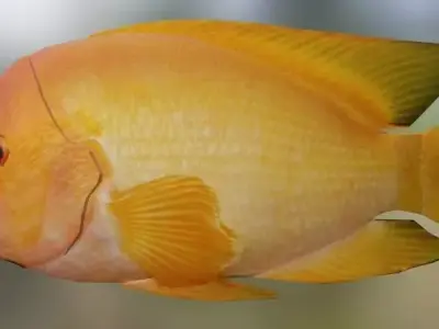 Red Devil Fish 3D model