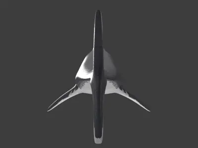 white shark Low-poly 3D model get