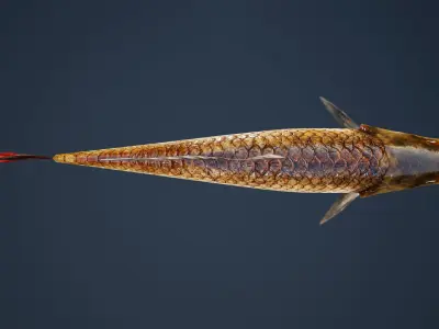 Carp with Swimming Animation Low-poly 3D model