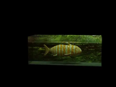 Fish low poly in aquarium at night Low-poly 3D model