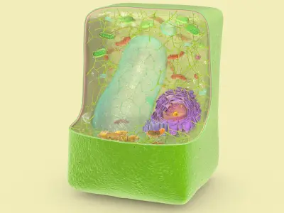Plant Cell Structure 3D model