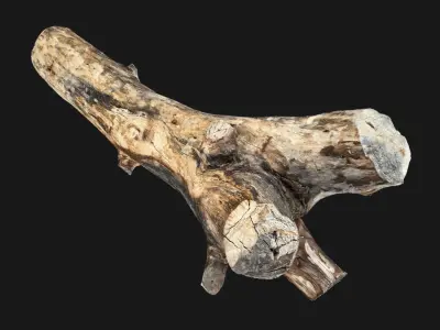 Tree wood trunk 3d scan highpoly 3D model