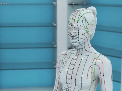 Female Acupuncture Mannequin 3D model