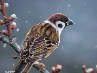Sparrow Animated VFX Grace 3D model