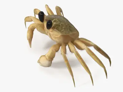  Ghost Crab Crustacean Fur 