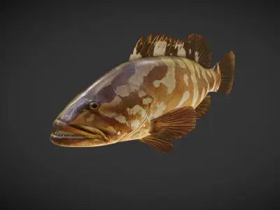 Grouper01 fish Low-poly 3D model