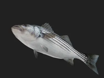 Stripedbass Low-poly 3D model