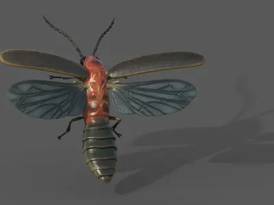 Firefly beetle 3D model