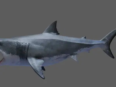 Great White Shark 3D model 3