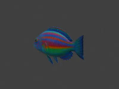 Wrasse Fish 3D model