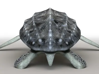 Leatherback Sea Turtle Dermochelys Coriacea Low-poly 3D model