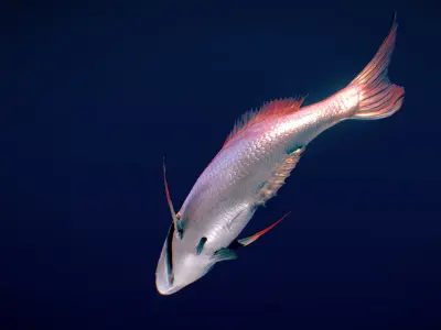 Red Eagle Fish Low-poly 3D model