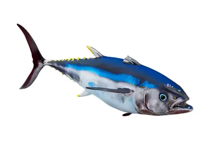 Bluefin tuna Low-poly 3D model