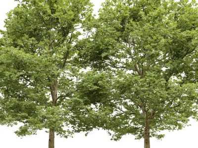 Plane-tree Sycamore Platanus V13 3D model