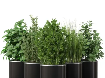  Plants collection 261 