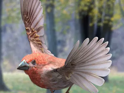 House finch - rigged - animated 3D model