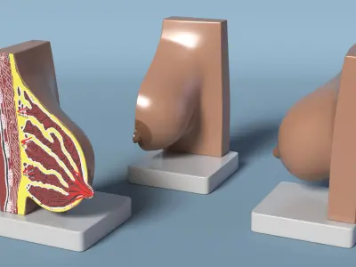  Breast Anatomy Training Model Pre-Pregnancy on Stand 